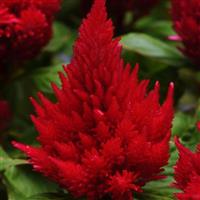 Ice Cream Cherry Celosia Bloom