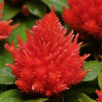 Ice Cream Orange Celosia Bloom