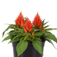Ice Cream Orange Celosia Container