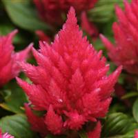 Ice Cream Pink Celosia Bloom