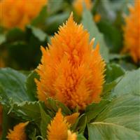 Ice Cream Yellow Celosia Bloom