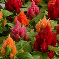 Ice Cream Mixture Celosia Bloom