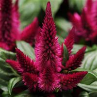 Kosmo Cherry Celosia Bloom