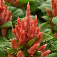 Kosmo Orange Celosia Bloom