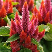 Kosmo Salmon Celosia Bloom