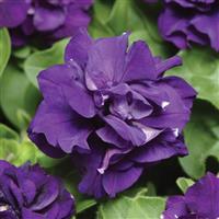 Duo Blue Double Petunia Bloom