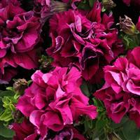 Duo Burgundy Double Petunia Bloom