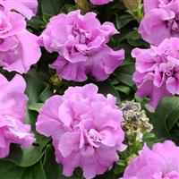 Duo Lavender Double Petunia Bloom