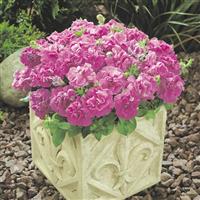Duo Lavender Double Petunia Container