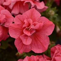 Duo Salmon Double Petunia Bloom
