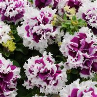 Pirouette Purple Double Petunia Bloom