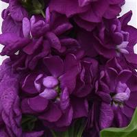 Opera Debora Matthiola Bloom
