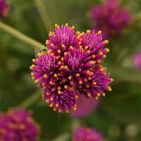 Fireworks Gomphrena Bloom