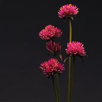 Fireworks Gomphrena Cutflower