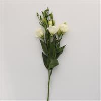 Flare White Lisianthus Single Stem, White Background