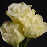 Flare Yellow Lisianthus Bloom