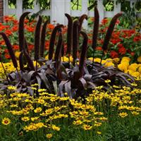 Coreopsis SunKiss Commercial Landscape 2