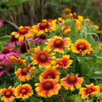 Gaillardia Mesa™ Bright Bicolor Landscape
