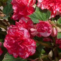 On Top® Polka Dot Tuberous Begonia Bloom
