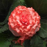 On Top® Surprise Tuberous Begonia Bloom
