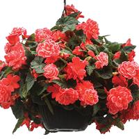 On Top® Melon Lace Tuberous Begonia Basket