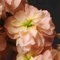 Katz Apricot Matthiola Bloom