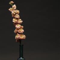 Katz Apricot Matthiola Cutflower
