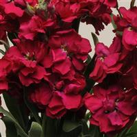 Katz Ruby Matthiola Bloom