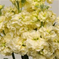 Katz Yellow Matthiola Bloom