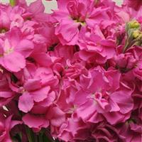 Katz Bright Rose Matthiola Bloom