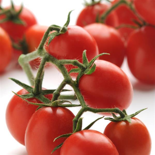 Tomato Topsy Tom Bloom