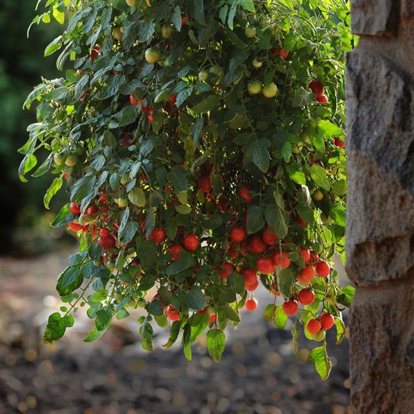 Tomato Topsy Tom Garden