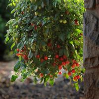 Topsy Tom Tomato Garden