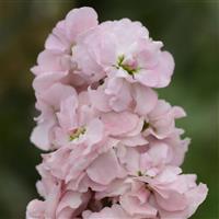 Column Stock Appleblossom Matthiola Bloom