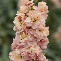 Column Stock Apricot Matthiola Bloom