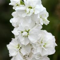 Column Stock Avalanche Matthiola Bloom