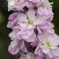 Column Stock Pink Sweetheart Matthiola Bloom