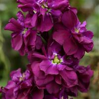 Column Stock Purple Heart Matthiola Bloom