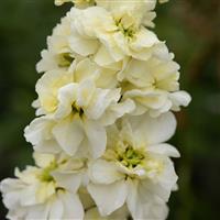 Column Stock Miracle Yellow Matthiola Bloom