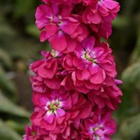 Column Stock Miracle Crimson Matthiola Bloom