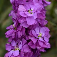 Column Stock Miracle Mid-Blue Matthiola Bloom