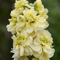 Column Stock Miracle Gold Matthiola Bloom