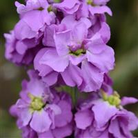 Column Stock Pacific Blue Matthiola Bloom