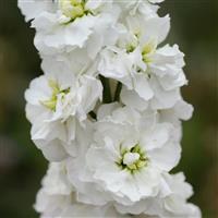 Column Stock White Goddess Matthiola Bloom