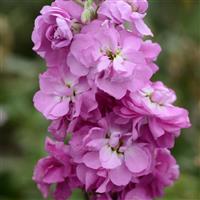 Column Stock Ball Pink No 22 Matthiola Bloom