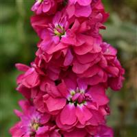 Column Stock American Beauty Matthiola Bloom