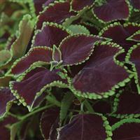 Chocolate Mint Coleus, Premium Sun Bloom