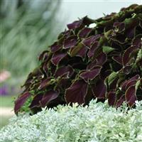Chocolate Mint Coleus, Premium Sun Commercial Landscape 1