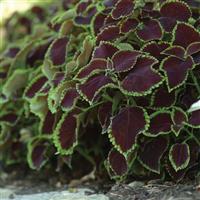 Chocolate Mint Coleus, Premium Sun Landscape