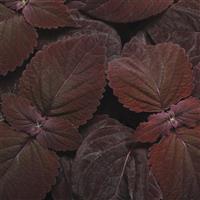 Dark Chocolate Coleus, Premium Sun Bloom